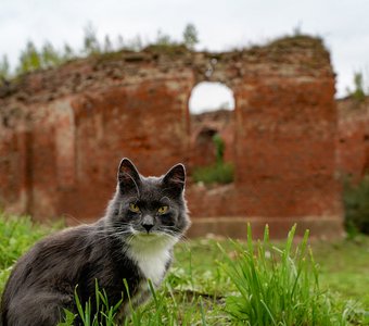 Кот на развалинах старого замка