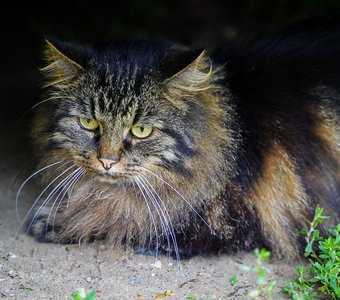 Кот-философ