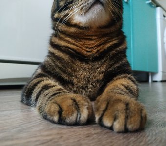 Усатый полосатик