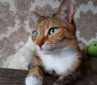 Котопортрет