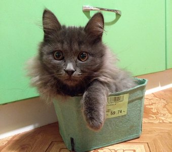 Кот Патрик инициирует распродажу котиков в индивидуальной таре