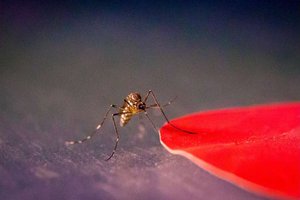 Какие цвета привлекают комаров?