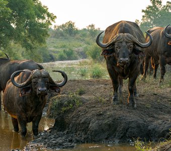 Африканские буйволы. ЮАР, Национальный парк Крюгера.