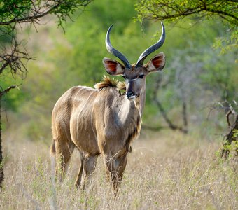 Молодой самец антилопы куду. ЮАР, Национальный парк Крюгера.