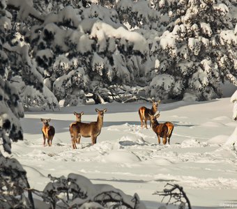 Олени в заснеженном лесу. Крым