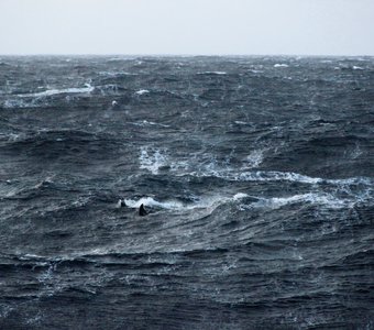 Плавники в волнах Норвежского моря