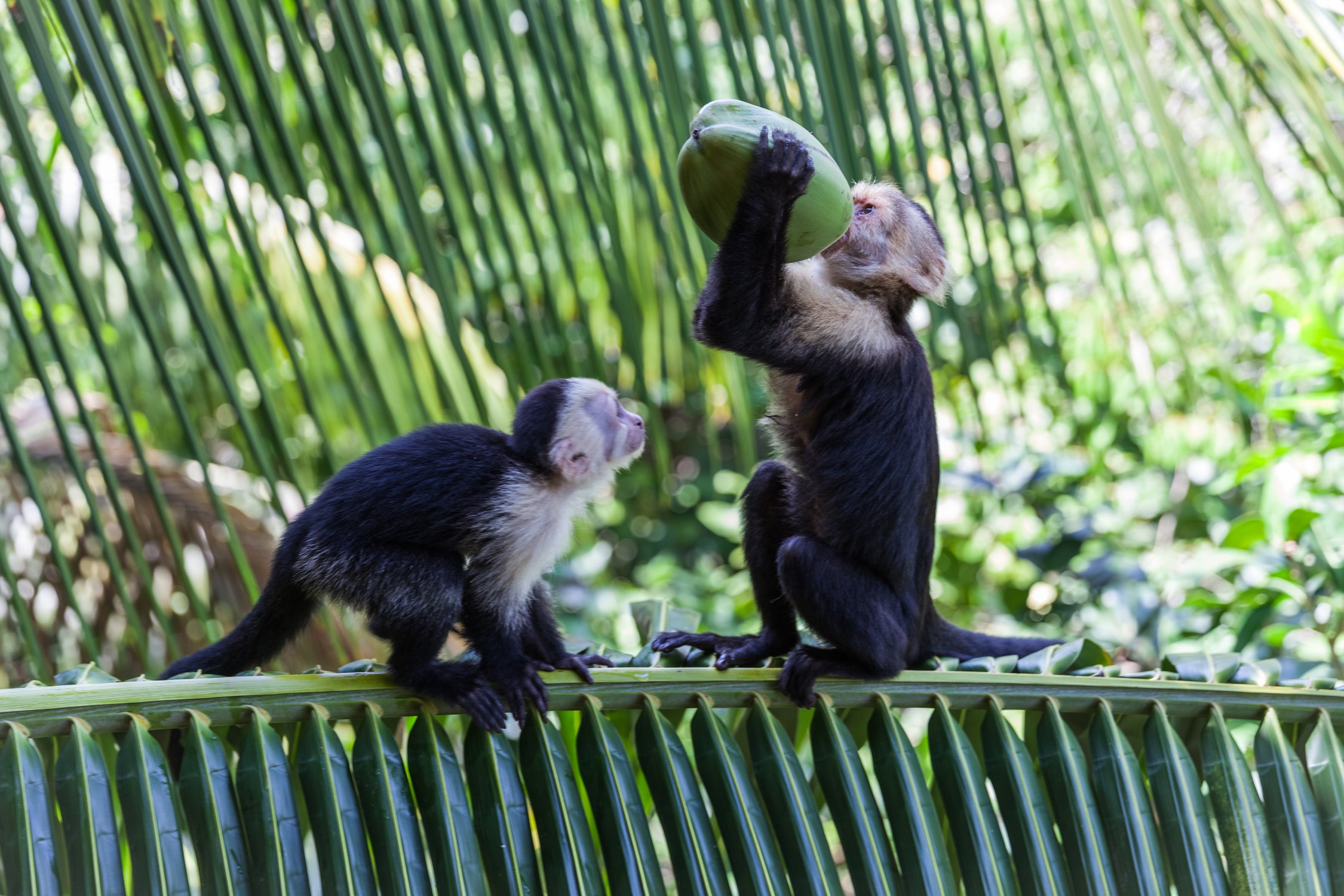 Капуцины в национальном парке Мануэль Антонио (Коста-Рика)