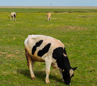 Atom heart mother