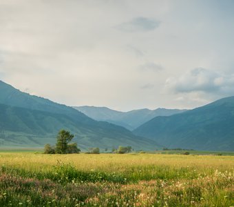 Алтайская долина