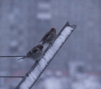 Две чечётки за окном