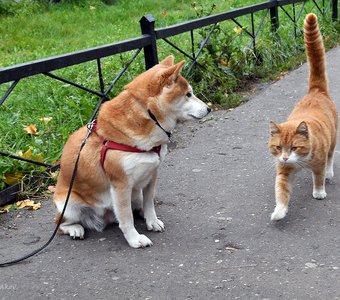 - Привязанность к хозяину, Шарик, оборачивается привязанностью к забору.
