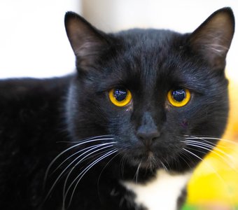 Тяжелый взгляд