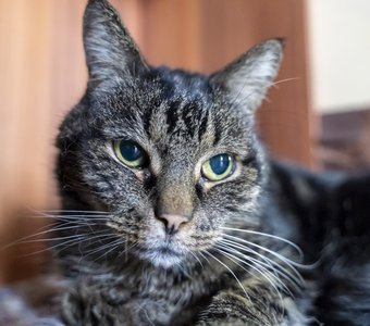 Кот по имени Мышка