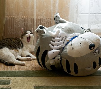 - Кого вы мне подсунули?!