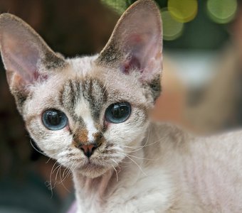 Голубоглазка