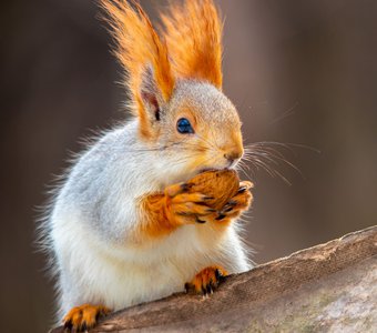 Белочка с орешком🐿