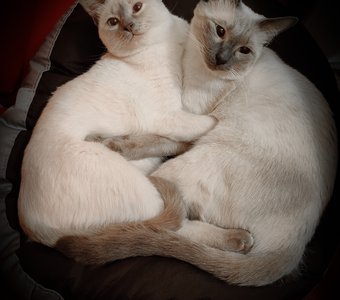 Сердечко из котиков