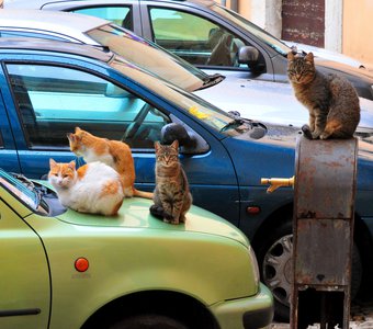 Понаставили машин, посидеть негде...