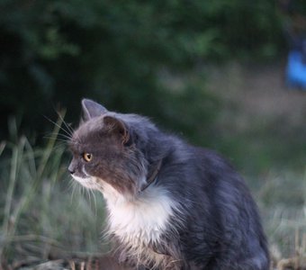 Сибирский кот Хануман