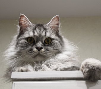 Большой и пушистый серый кот на шкафу