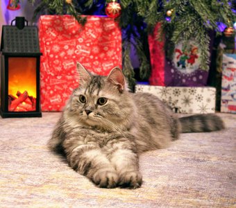 Большой и пушистый серый кот перед ёлкой с подарками