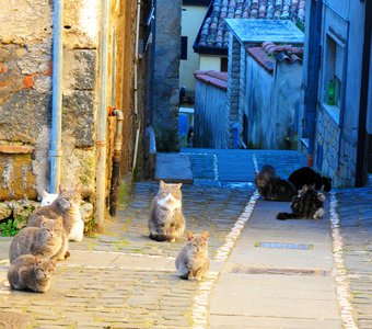 Неторопливость