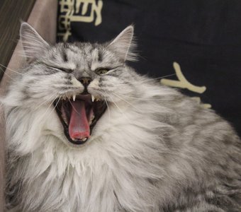 Большой и пушистый серый кот зевает