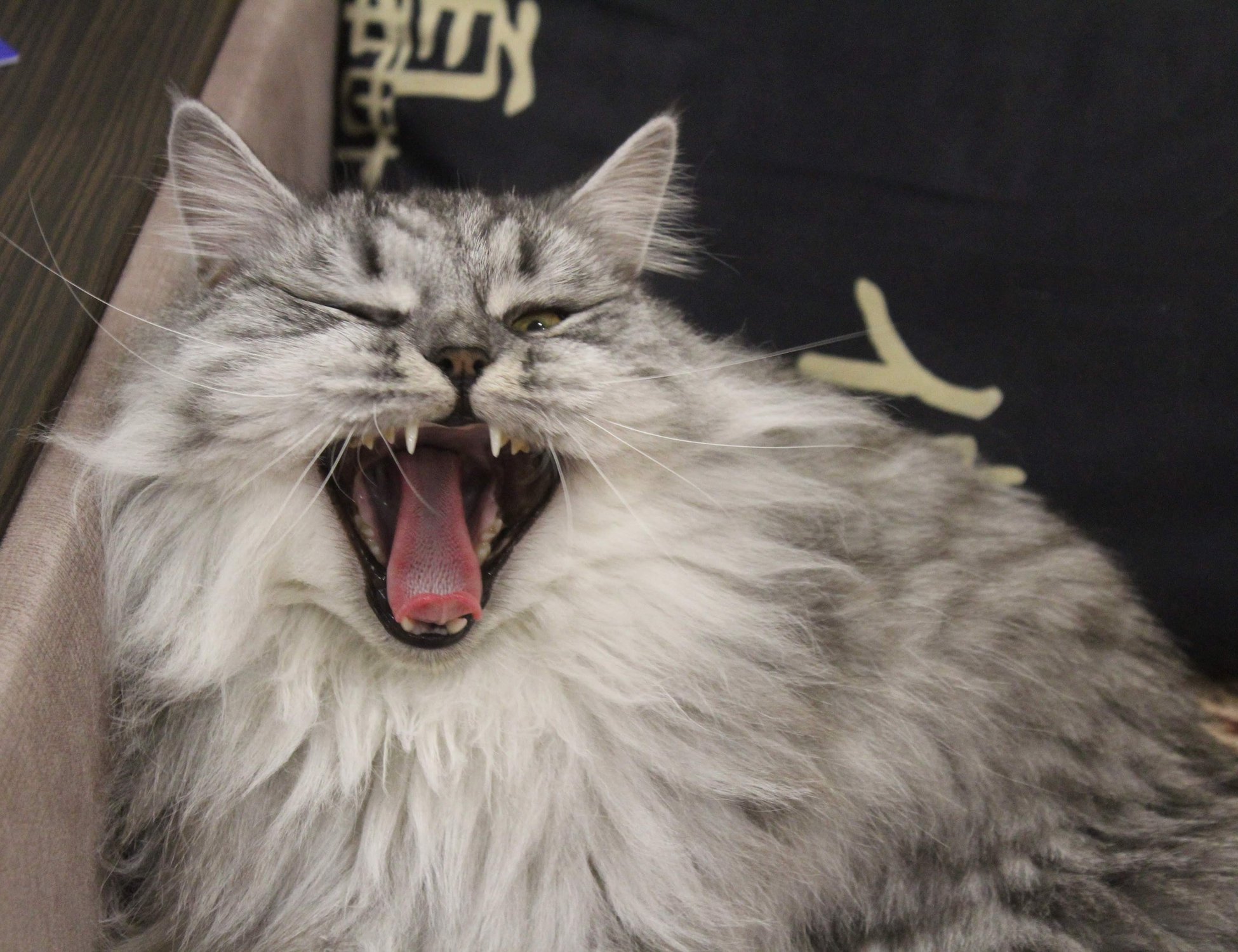 Большой и пушистый серый кот зевает — Фото №1402845