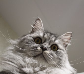 Большой и пушистый серый кот со смешным выражением лица