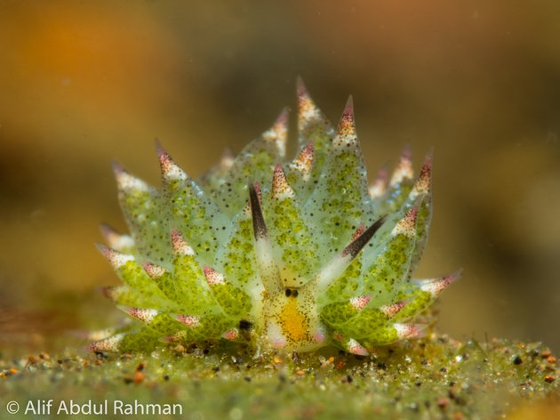 Фото: alif_abdulrahman / Flickr
