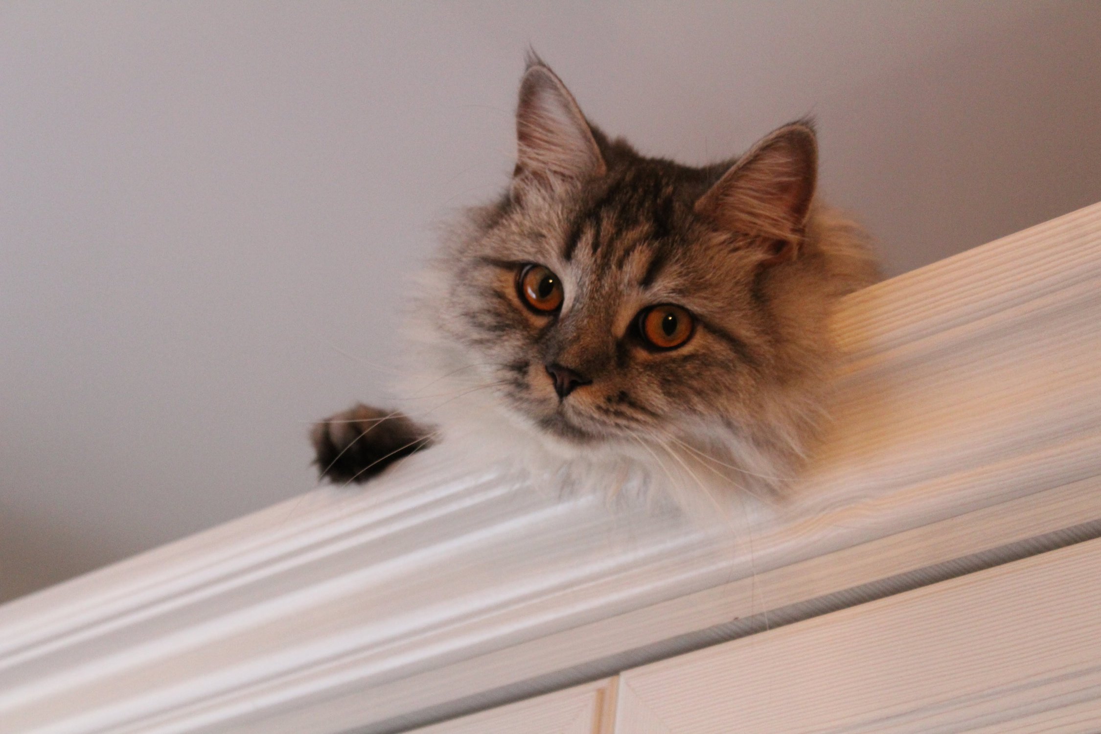 Большой и пушистый серый кот лежит на шкафу