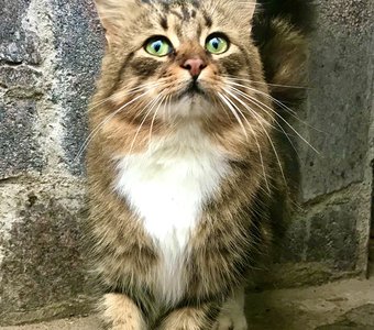 Зеленоглазый мой