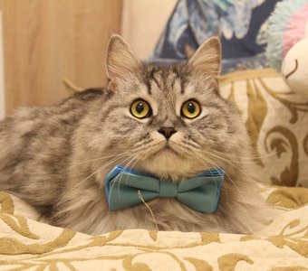 Большой и пушистый серый кот в галстуке-бабочке