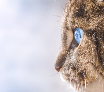 Крупный план кота с голубыми глазами