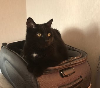 Ученый кот-путешественник