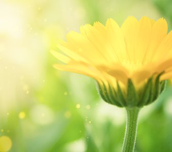 Цветок календулы в солнечном свете