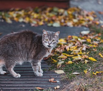 Закрытие охотничьего сезона.