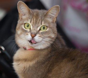 Масяня-розовый язык, зелёные глаза.