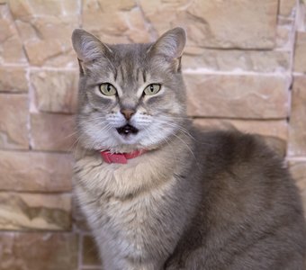 Прямой взгляд