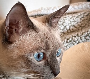 Сосредоточенный и внимательный Ивар - охраняет сон своей сестрички