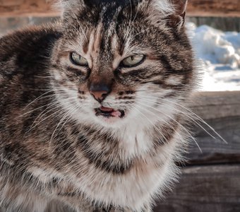 Говорящий кот