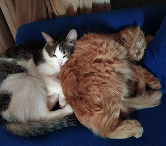 Настоящая любовь!