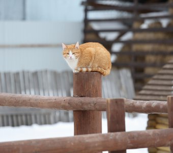 Высоко сижу, далеко гляжу