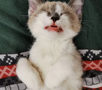 Крепкий сон.