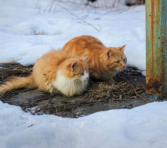 Делай как я сынок! Главное спрятаться,а потом неожиданно каак выскочить!