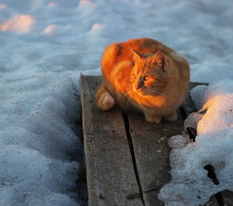 Последний луч.