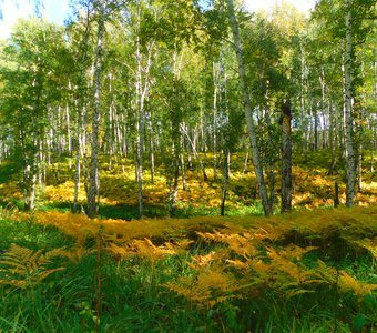 Цвета осени