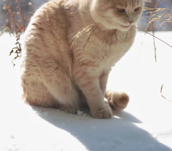 На лугу пасется ко...