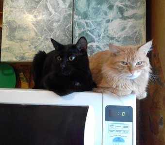 Кухонный дозор