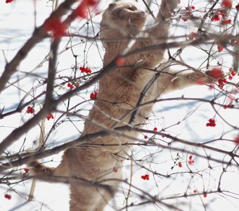 калина вкусная